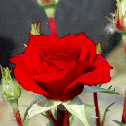 Rosa Lollipop™ - roșu - Trandafir copac cu trunchi înalt - cu flori mărunți - coroană compactă
